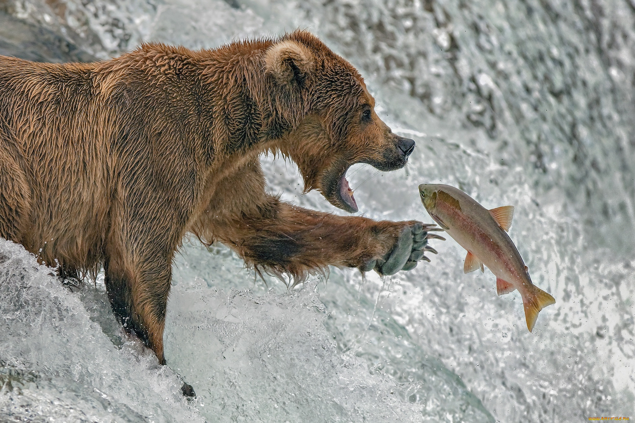 Размножение хищников. Медведь рыбачит. Медведь охотится. Медведь ловит рыбу. Хищные медведи.